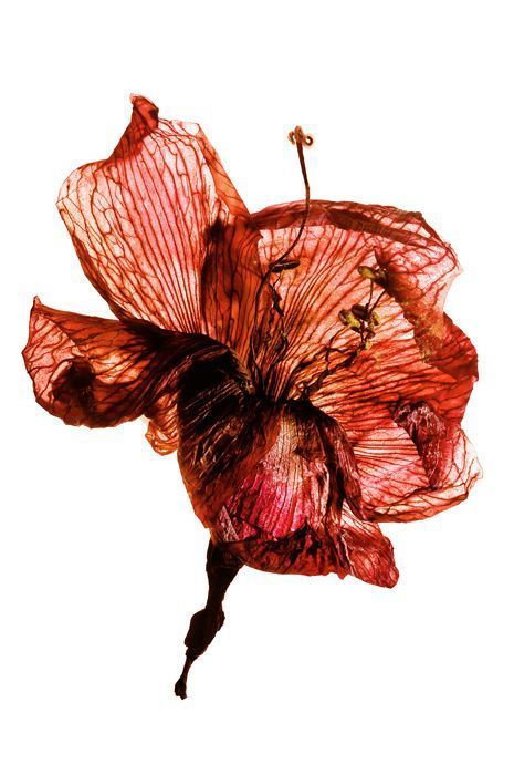 Flower Inspiration, Yves Rocher, Arte Inspo, Foto Vintage, A Level Art, Natural Forms, Red Flower, Art Project, Botanical Art