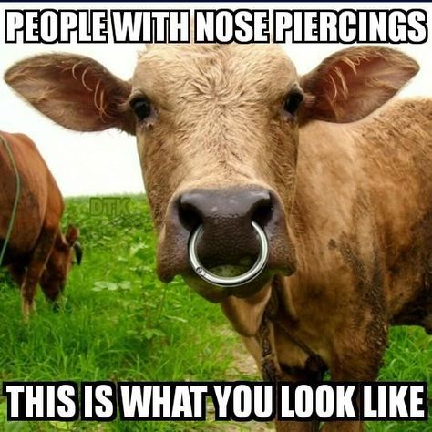 Livestock Quotes, Cow Nose, Septum Nose Piercing, Rings To Make, Bull Cow, Dog Jokes, Classic Ford Trucks, Cow Pictures, Be Dangerous