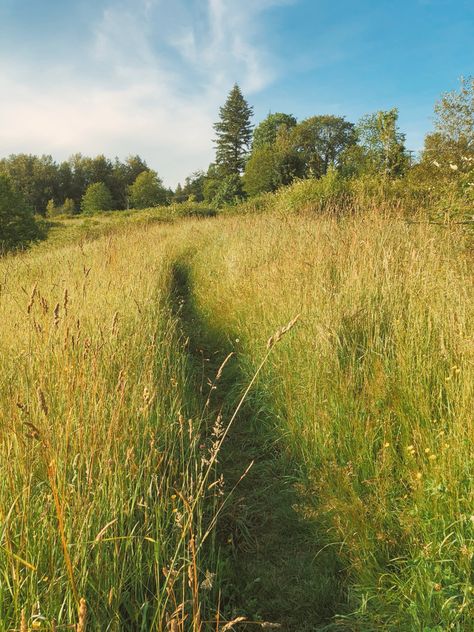 Field, summer day, summer aesthetic Clover Field Aesthetic, Long Grass Aesthetic, Field Astetic, Get Outside Aesthetic, Hay Field Aesthetic, Spring Field Aesthetic, Summer Fields Aesthetic, Long Grass Field, British Spring Aesthetic