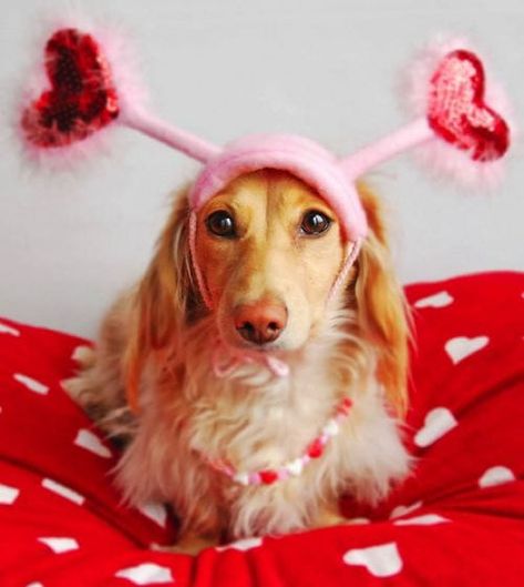 Puppy Valentines, Valentines Day Dog, Long Haired Dachshund, Weenie Dogs, Dog Valentines, Dachshund Love, Puppy Clothes, Dog Holiday, Weiner Dog