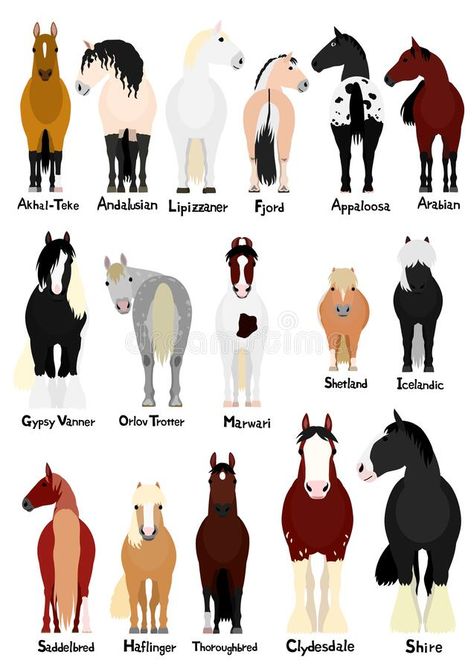 16 popular horse breeds bundle. Various popular horse breeds bundle, horses and ponies on white with breed names vector illustration Breed Of Horses, Prettiest Horse Breeds, Types Of Horses Breeds Chart, Canadian Horse Breed, Good Horse Names, Cute Pony Drawing, Types Of Horses Breeds, Horse Breeds Chart, Horse Fjord