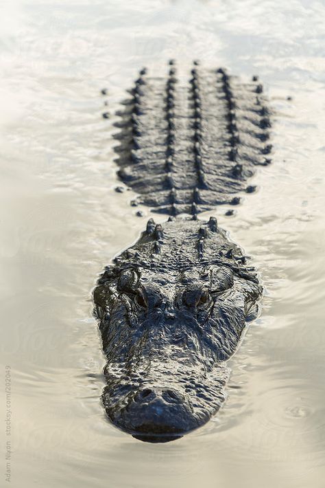 American Alligator floating in water by Adam Nixon Swamp People, Louisiana Swamp, Louisiana Homes, Louisiana Art, American Alligator, Crocodiles, Floating In Water, Reptiles And Amphibians, Gecko