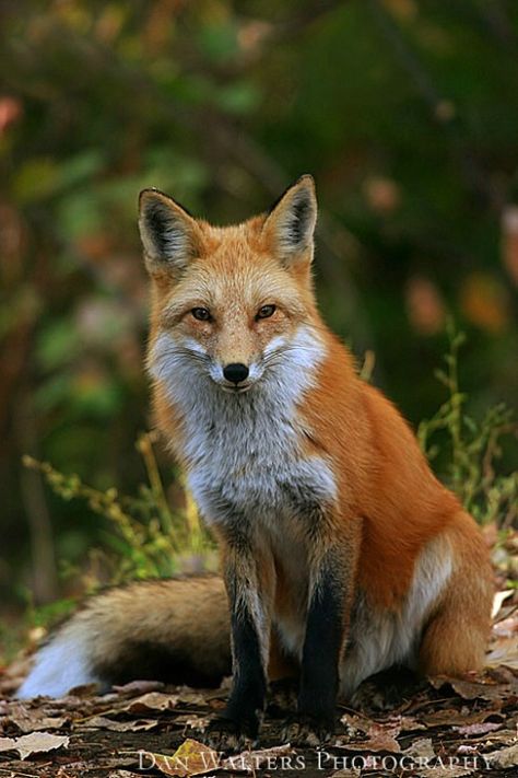 Fox Images Pictures, Fox Front View, Red Fox Photography, Fox In Nature, Fox Sitting, Fox Photo, Fox Photos, Fox Images, Fox Photography