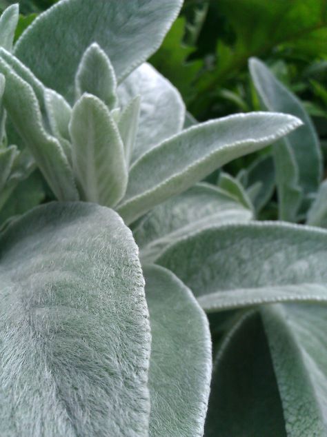 Lambs ear: So soft and fuzzy—and natural. Lamb Ear Plant, Lambs Ear Plant, Winter Pots, Deer Resistant Flowers, Houseplant Collection, Flower Types, Lamb's Ear, Plant Aesthetic, Greek Wedding