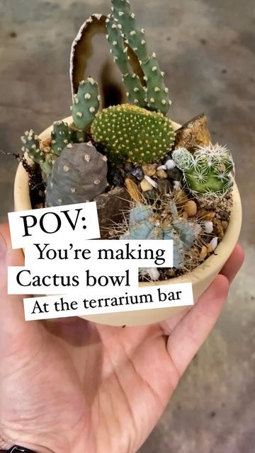 Urban Sprouts on Instagram: "Make just about anything plant-y your heart can imagine at our terrarium bar! Today’s mission, make a super cute cactus bowl for an extra special holiday gift. Step 1) Walk in anytime during our regular business hours (daily 10-6) for a first come first serve self-guided experience OR book online for $10/person to have one of our team members help you with your build from start to finish. Step 2) Gather planter, plants, and extras you like! We have SO many goodies to choose from - there’s something your special someone will love for sure Step 3) Use our space to put together your creation - with our guidance and there’s no cleanup and no worries. Step 4) Our team will make sure your project is packed safely for your creation’s journey back to your space S Terrarium Bar, Cactus Bowl, Planter Plants, Plant Projects, Cute Cactus, First Come First Serve, Team Members, Terrarium, Sprouts