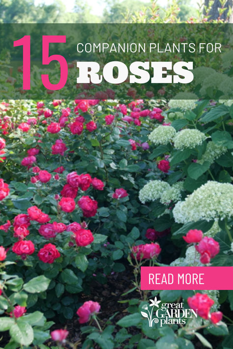 Roses are a well-known garden staple because they're romantic, whimsical, sweetly scented, and a classic addition to any landscape or cut-flower arrangement. Whether your garden style is cottage, eclectic, modern, or all of the above, what you plant with your roses can impact how they look in the overall landscape. Enhance your rose garden with these perennials, shrubs, and grasses that require similar light levels, soil, and other growing conditions as roses Red Roses Garden Landscape, Roses Bushes Landscape, Flowers That Go With Roses, Planting A Rose Garden, Roses And Grasses Garden, Roses In Backyard, What To Plant With Rose Bushes, Landscaping With Roses Front Yard, Rose Garden Plans Layout