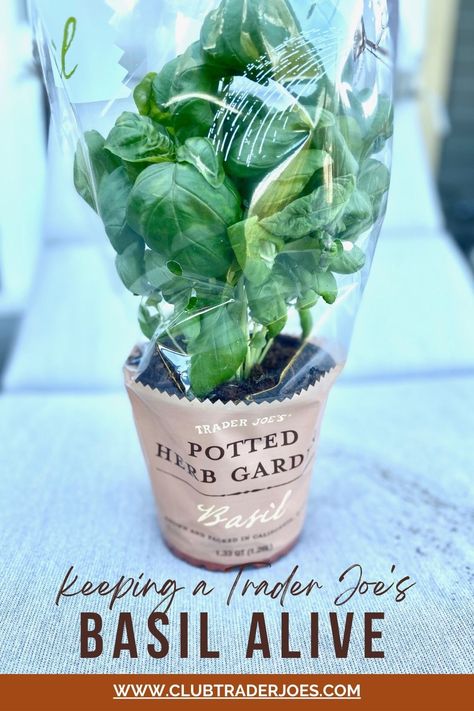 Trader Joe's Basil Plant Alive Caring For Basil Plant, Trader Joes Vegan, Growing Basil, Basil Plant, Mint Plants, Kitchen Herbs, Herb Pots, Trader Joe’s, Trader Joe