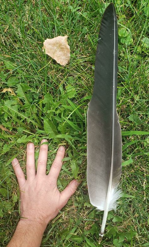 This Massive Bald Eagle Feather I Found Bald Eagle Feather, Purple Cauliflower, Blueberry Picking, Eagle Feather, Pet Raccoon, Roman Mosaic, Eagle Feathers, Beach Honeymoon, Unusual Things