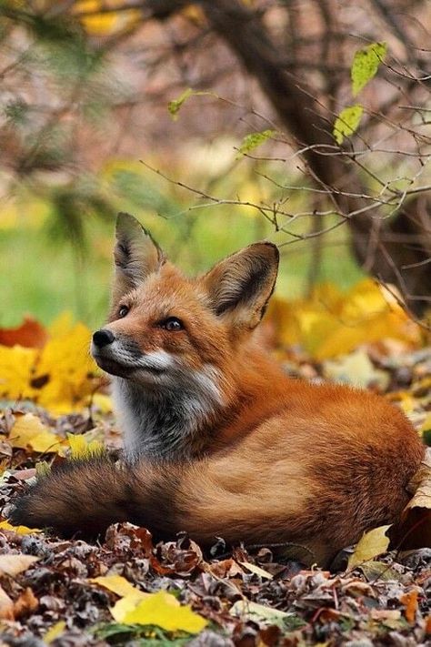 Red Fox Pictures, Fox Autumn, Fox Pictures, Red Fox, In The Woods, Fox, Tumblr, Twitter, Red