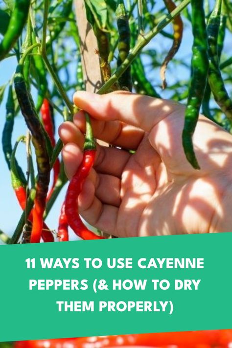 Cayenne Pepper Salsa Recipe, How To Can Cayenne Peppers, How To Use Fresh Cayenne Peppers, Pickled Cayenne Peppers, Cheyenne Peppers Recipes, Fresh Cayenne Pepper Uses, Preserving Cayenne Peppers, Cayenne Pepper Oil Recipe, Cayane Pepper Recipes