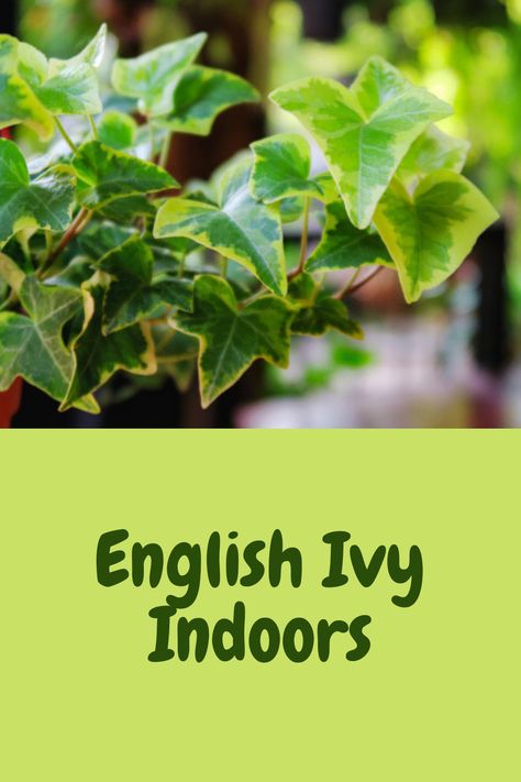 English Ivy Indoor, Indoor Ivy, Aloe Vera Plant Indoor, Ivy Plant Indoor, English Ivy Plant, Fun Garden Projects, Patio Flowers, Air Plants Care, English Ivy