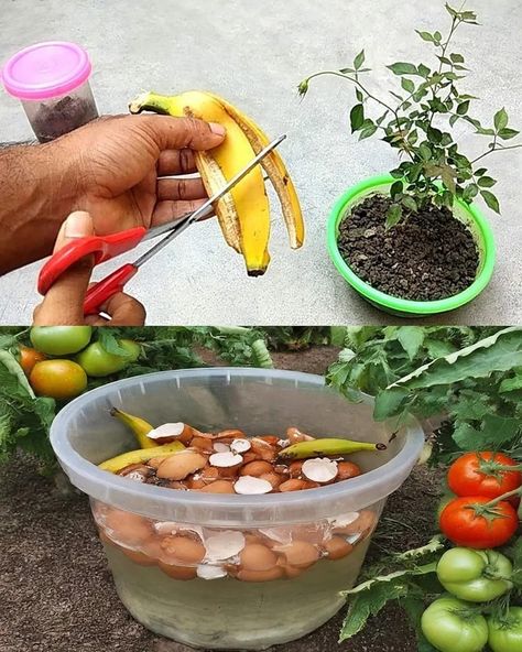 DIY Liquid Fertilizer : Transform Banana Peels and Food Waste into Garden Gold (2024 Guide) Diy Fertilizer, Banana Peels, Vegetable Scraps, Kitchen Scraps, Eco Friendly Garden, Vegetable Garden Diy, Plant Nutrients, Banana Peel, Vegetable Gardens