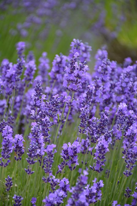 Hidcote Lavender, Lavender Hidcote, Landscape Nursery, Low Maintenance Shrubs, Low Water Gardening, Herbaceous Border, Lavender Garden, English Lavender, Lavender Plant