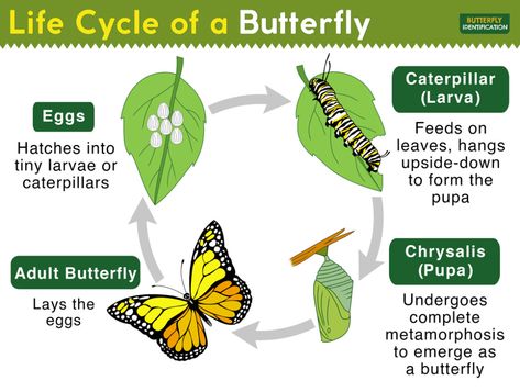 Life Cycle of a Butterfly: Complete Metamorphosis with Stages Art Tools Illustration, Butterfly Pupa, Butterfly Identification, Butterfly Facts, Monarch Butterfly Garden, Life Cycle Of A Butterfly, Stages Of A Butterfly, Cycle Of A Butterfly, Butterfly Metamorphosis