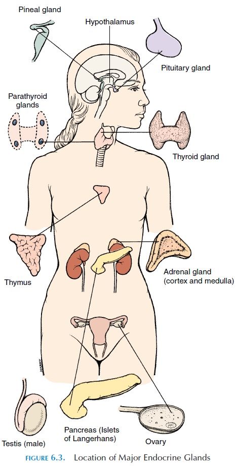 Hypothalamus - The Endocrine Glands Endocrine System Drawing, Endocrine System Art, Endocrine Glands And Hormones, Endocrine System Anatomy, Endocrine System Hormones, Endocrine System Nursing, Human Body Vocabulary, Human Anatomy Female, Endocrine Glands