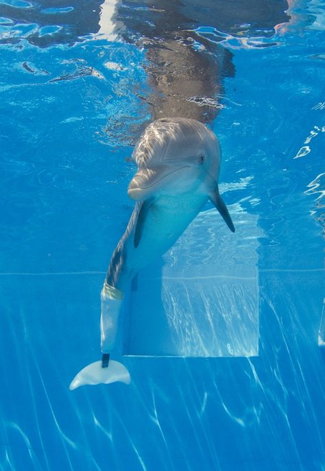 Winter the Dolphin #ClearwaterMarineAquarium  This beautiful and trully amazing dolphin has inspired kids around the world not to give up on themselves even if they have an ilness, disease, or disability!   I am so glad that me and my sister got to meet Winter a few weeks ago! It was an amazing experience and truthfully an unforgettable one also! Winter The Dolphin, Dolphin Tale, Clearwater Marine Aquarium, Dolphin Tail, Dolphin Art, Bottlenose Dolphin, Kids Around The World, Beautiful Sea Creatures, Water Animals