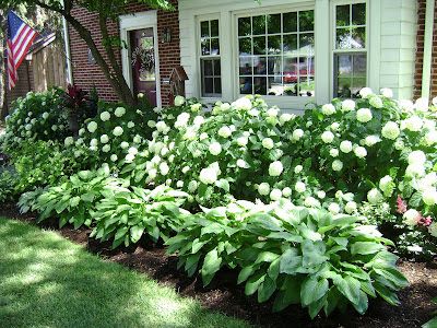 Landscape Shrubs, Curb Appeal Garden, Low Maintenance Landscaping Front Yard, Front Yard Flowers, Garden Front Of House, Villa Architecture, Hydrangea Landscaping, Shade Garden Design, Front Yards Curb Appeal