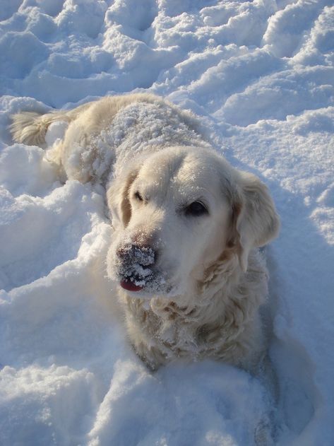 Animals In Snow Aesthetic, Golden Retriever In Snow, Golden Retriever Snow, German Shepherd White, Dogs Samoyed, Dogs In Snow, White Shepherd Dog, Husky White, Dog In Snow