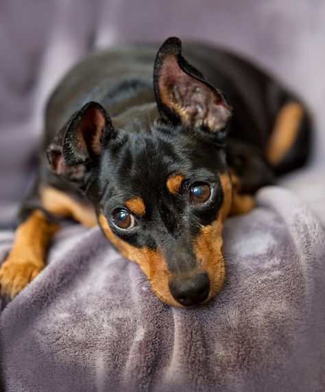 This is what my dog looks like but she is WAY more fat! Min Pin Puppies, Mini Pincher, Min Pin Dogs, Pincher Dog, Miniature Pinscher Puppy, Doberman Pinscher Puppy, Regard Animal, Miniature Pinscher Dog, Mini Pinscher