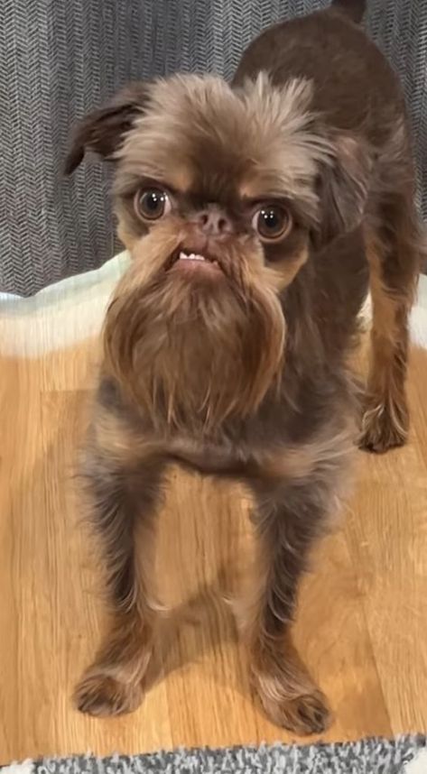 Dog Emotions, Ugly Animals, Funny Dog Faces, Angry Dog, Ugly Dogs, Ugly Cat, Cute Dogs Images, Very Cute Puppies, Pictures Of Animals