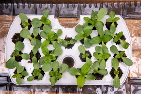 Pod to Pot: Transplanting Seedlings to Soil from the AeroGarden Harvest | AeroGarden Blog Aerogarden Seed Starting, Transplanting Seedlings, Aero Garden, Inside Gardening, Hydro Gardening, Hydroponic Greenhouse, Worm Moon, Hardening Off Seedlings, Indoor Hydroponics