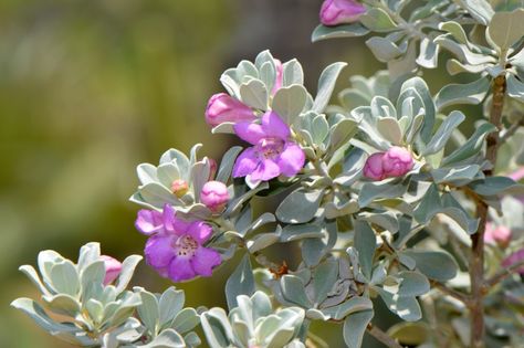 The Texas sage tree, really more of a woody shrub, flowers profusely and responds well to pruning, all combined with ease of care. Learn how to grow Texas sage and where and how to use it in the landscape using the information found in the following article. Sage Plants, Sage Bush, Licorice Plant, Texas Sage, Texas Landscaping, Japanese Painted Fern, Silver Plant, Sage Plant, Full Sun Plants