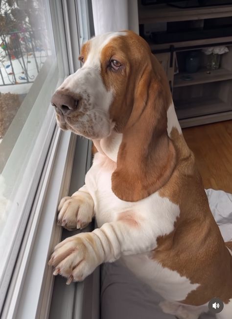 Bassett Hound Puppies, Basset Hound Aesthetic, Basset Dog, Basset Puppies, Hound Dogs, Basset Hound Puppy, Hound Puppies, Basset Hound Dog, Bassett Hound