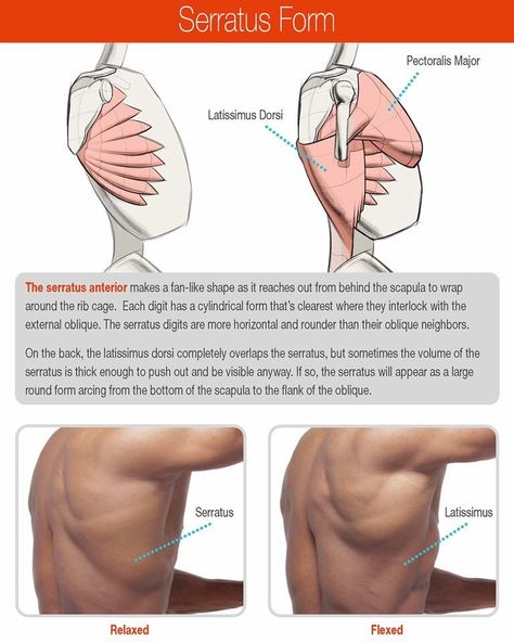 Proko Anatomy, Back Anatomy, 남성 근육, Human Muscle Anatomy, Human Anatomy Reference, Anatomy Practice, Body Study, Human Body Anatomy, Anatomy Tutorial