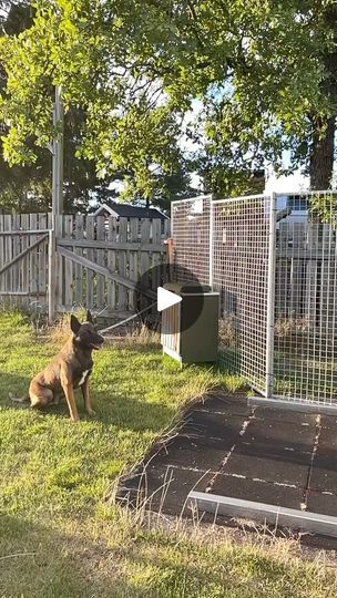 1.1M views · 20K reactions | Belgian Malinois Puppies #belgianmalinois #malinois | Belgian Malinois Puppies | Belgian Malinois Puppies · Original audio Berger Malinois, Belgian Malinois Puppies, Malinois Puppies, Belgian Malinois Dog, Belgian Malinois, Puppies, Audio, The Originals, Dogs