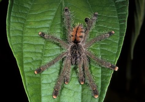 Pink Toe Tarantula Care Sheet & Species Guide – More Reptiles Tarantula Terrarium, Pink Toe Tarantula, Bug Box, Species Guide, Pink Toes, Pink Ties, Arachnids, Metallic Pink, Fake Plants