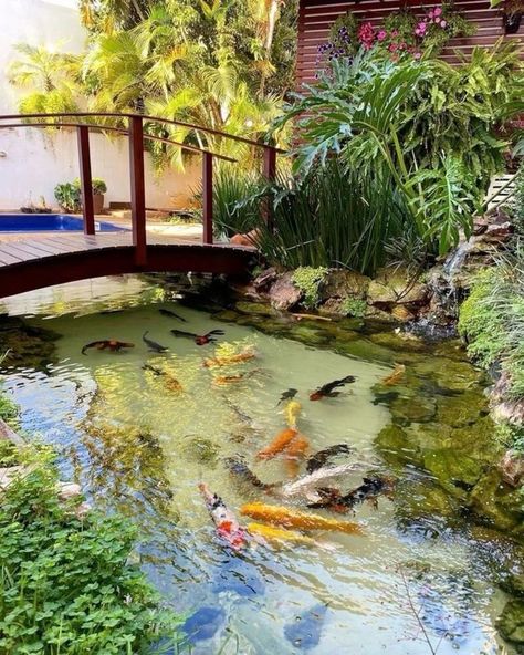 Beautiful Koi Ponds, Pond Courtyard, Fish Ponds Backyard, Koi Pond Design, Corner Garden Ideas, Backyard Animals, Kolam Koi, Fish Pond Gardens, Natural Swimming Ponds