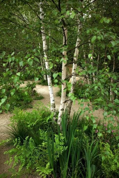 Birch Trees Garden, Sarah Price, Woodland Plants, Garden Shrubs, Forest Garden, Woodland Garden, Chelsea Flower, Chelsea Flower Show, White Gardens