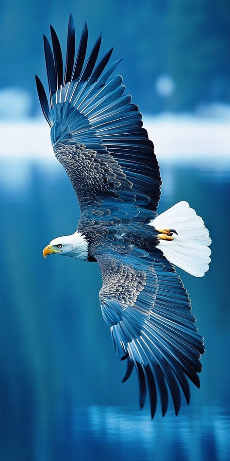 Picture Of Eagle Flying, Eagle Images Pictures, Photos Of Eagles, Birds Hd Images, Eagle Images Hd, Eagle Wallpaper Iphone, Eagle Wallpaper Hd, Adler Wallpaper, Hawk Wallpaper