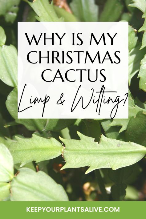 Do you have a limp Christmas cactus? Here are the top causes, how to fix them, and how to prevent your Christmas cactus from getting wilted and limp! Xmas Cactus Care, Why Is My Christmas Cactus Wilting, How To Take Care Of Christmas Cactus, How To Care For A Christmas Cactus, Repotting Christmas Cactus Plants, Repotting Christmas Cactus, How To Care For Christmas Cactus Plants, Catus Landscaping Garden, Christmas Cactus Care Tips