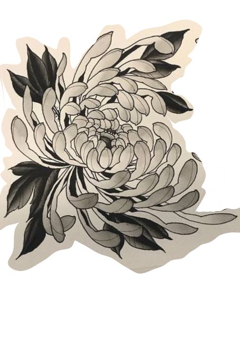 Lotus Knee Tattoo, Spider Chrysanthemum Tattoo, Crisantemo Tattoo, Spider Chrysanthemum, Japanese Flower Tattoo, Japanese Chrysanthemum, Chrysanthemum Tattoo, Tiger Tattoo Design, Japan Tattoo Design