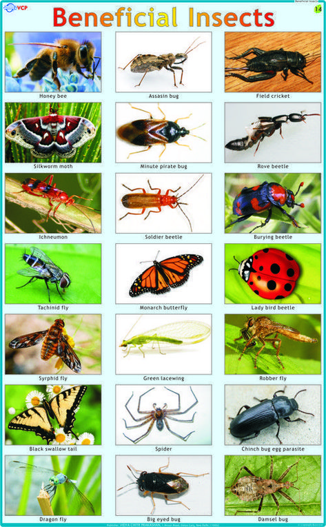 Insects Chart, Crawling Animals, Insect Identification, Fruits Name In English, Insects Names, Bug Spray Recipe, Garden Wildlife, Bug Hotel, Insects Theme