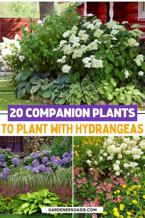 Create a beautiful garden with Hydrangeas with our list of the best sun-loving Hydrangea companion plants, including full sun plants and shrubs to grow with Hydrangeas. Backyard Landscaping With Hydrangeas, Gardens With Hydrangeas, Oakleaf Hydrangea Companion Plants, Hydrangea And Hosta Flower Bed, Bobo Hydrangea Companion Plants, Limelight Hydrangea Companion Plants, Garden With Hydrangeas, What To Plant With Hydrangeas, Hydrangea Companion Plants