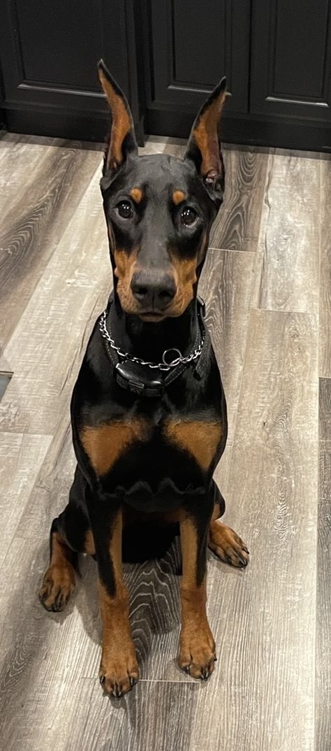 Anjing Doberman, Perro Doberman Pinscher, American Doberman, Black Doberman, Doberman Puppies, Doberman Pinscher Puppy, Doberman Pinscher Dog, Future Vision, Doberman Puppy