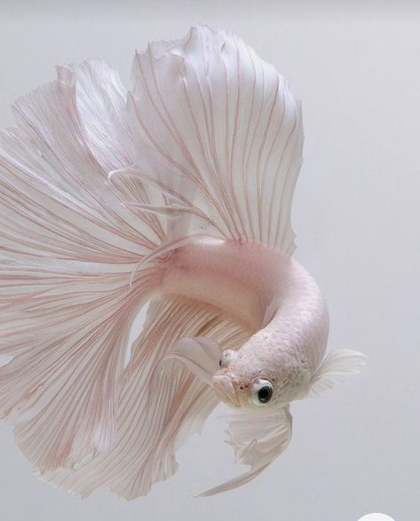 Purple Beta Fish, White Animal Aesthetic, Beta Fish Aesthetic, Betta Painting, Siamese Fighter Fish, Siamese Fish, Elegant Animals, Pretty Fish, Beta Fish