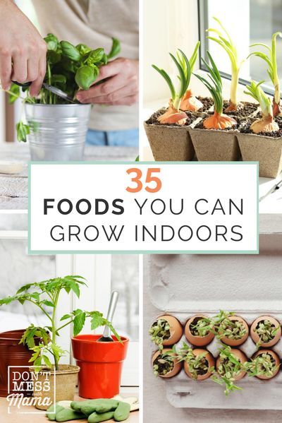 Growing Scraps, Plants Apartment, Growing Vegetables Indoors, Growing Food Indoors, Indoor Vegetables, Survival Garden, Grow Food, Indoor Vegetable Gardening, Survival Gardening