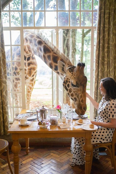 Giraffe Manor Hotel, Giraffe Hotel, Giraffe Manor, Capsule Wardrobe Planner, Giraffe Feeding, Bucket List Hotels, Orchid House, Kenya Travel, Nairobi Kenya