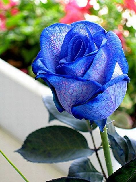 Real Blue Rose - "Real" blue roses are made by dyeing white roses, leaving them in water with ink, that's why it have this veiny appearance, and this blueish leaves. Roses can not produce delphinidin, which is the pigment produced by blue flowers to be that color, and the ones who have been modified by humans to produce this pygment also produces cyanidin, that make them lilac. Blue Stuff, Hybrid Tea Rose, Rare Roses, Bonsai Flower, Rose Seeds, Flowers Wallpapers, Flowers Gif, Belle Rose, Rainbow Roses