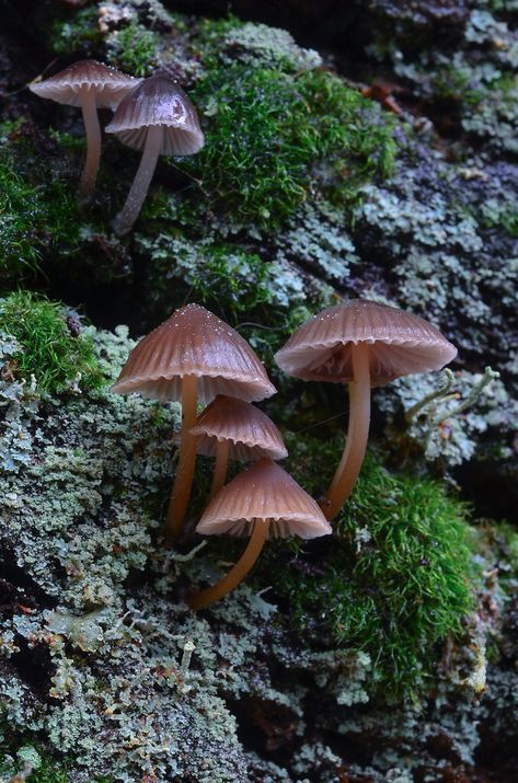 New Forest Fungi 3 Johanna Forster, Uk Mushrooms, Fungi Photography, Mushroom Stuff, Drizzling Rain, Dahlia Tattoo, Forest Life, Clay Mushroom, Mushroom Pictures