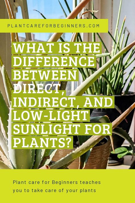 Direct Vs Indirect Sunlight, Direct Sunlight Plants Outdoor, Indirect Light Plants, Home With Nature, What Is Media, Green Community, Fairy Lights In Trees, Low Water Plants, Pictures Of The Sun