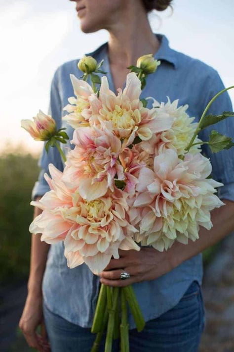 How to grow dahlias with Erin of Floret Farm - From Britain with Love Dahlia Flower Garden, How To Grow Dahlias, Grow Dahlias, Dahlia Bouquet, Dahlias Garden, Growing Dahlias, British Flowers, Flower Farmer, Arrangement Ideas