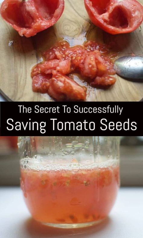 Saving Tomato Seeds, Harvesting Seeds, Germinating Seeds, Heirloom Garden, Tomato Pruning, Save Seeds, Saving Seeds, Garden Business, Types Of Tomatoes