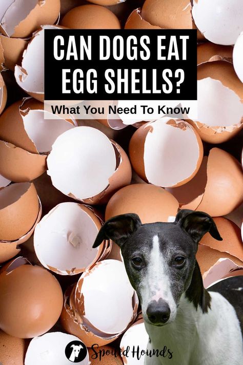 Can dogs eat egg shells? Keep your dog safe and find out what you need to know about dogs eating egg shells. Eggs For Dogs, Can Dogs Eat Eggs, Dogs Eating, Eggs And Mushrooms, How To Make Eggs, Egg Protein, Dog Advice, Newborn Feeding, Food Dog