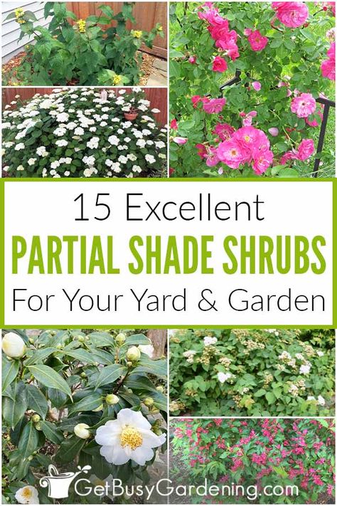 Are you trying to find shrubs that will grow in shady areas? If so, this is the list for you. Learn all about 15 partial shade shrubs that grow well in those dark areas. Whether you are looking for something big or small, flowering or evergreen, there are plenty of options for all kinds of climates. You can even find some partial shade plants that work for privacy hedges on this list. Don’t let a lack of direct sunlight limit your gardening, learn about the bushes that do well in shade. Shade Bushes, Partial Shade Perennials, Perennial Bushes, Part Shade Perennials, Partial Shade Flowers, Partial Sun Perennials, Privacy Hedges, Shrubs For Landscaping, Beautiful Gardens Landscape