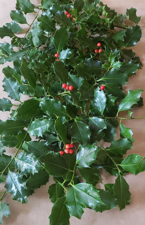 fresh holly Holly Tree Christmas Decor, Holly Ideas For Christmas, Christmas Foliage Decorations, Christmas Holly Decor, Live Holly Decorations, Holly Diy Decorations, Holly Jolly Christmas Decorations, Fresh Holly Decor, Decorating With Holly Branches