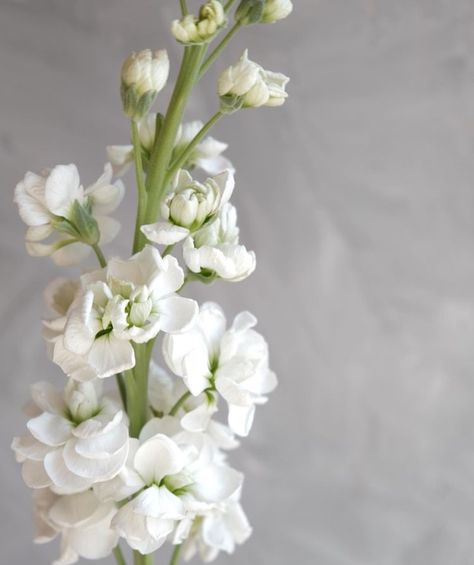 White Stock Flower, Flower Varieties, Stock Flower, White Stock, Delphinium, Wedding Invites, Flower Images, Wedding Things, Pretty Flowers